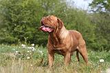 DOGUE DE BORDEAUX 054